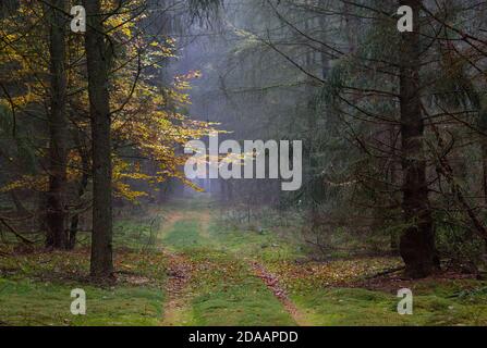 Path through a misty forest in autumn, dark pine trees and brown and yellow leaves of Beech Stock Photo