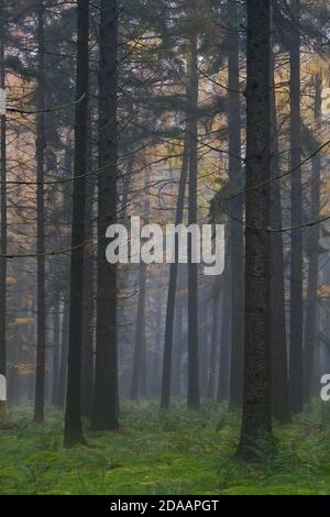 Tall pine trees in misty forest, moss on the ground, in the background Larches in autumn colors Stock Photo