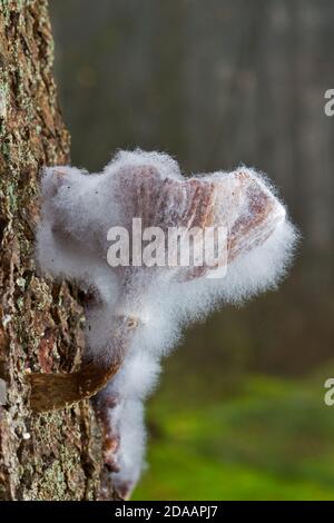 Cycle of life: mold growing on a a Honey mushroom which parasitizes a pine tree Stock Photo