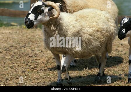 SCOTTISH BLACK FACE SHEEP, EWE Stock Photo