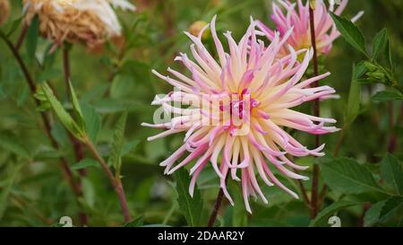 Macro photograph of stunning white and pink colored blooming Dahlia flower in garden area Jardin des Tuileries, Paris, France. Focus on flower head. Stock Photo