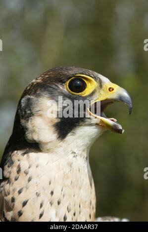 PEREGRINE FALCON falco peregrinus, PORTRAIT OF ADULT CALLING OUT, NORMANDY IN FRANCE Stock Photo
