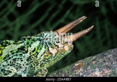 JACKSON'S CHAMELEON chamaeleo jacksoni, MALE WITH HORNS Stock Photo