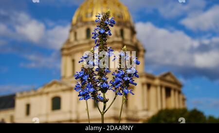 Beautiful flowers with blue colored blossom in front of historic Les Invalides cathedral in Paris, France. Stock Photo