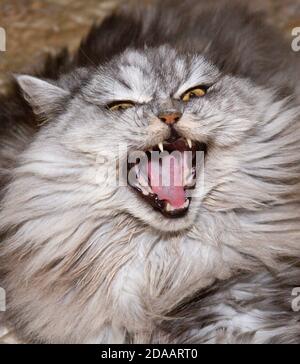 Highland Straight Cat. Fluffy purebred cat screams. Stock Photo