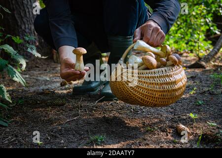 Hand holding Boltetus edulis next to full wicker basket of mushrooms in the forest. Mushroom harvesting season in the woods at fall. Stock Photo