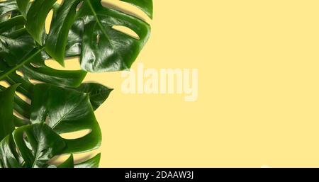 green monstera leaf on yellow background. tropical leaves with copy space Stock Photo