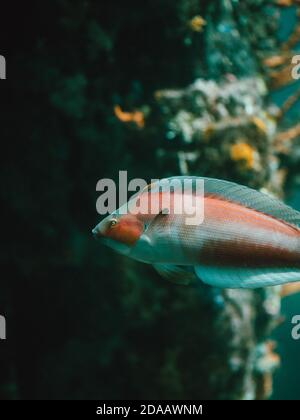 A fish performing for the camera, swimming right up against the glass in a wild aquarium in Busselton, Western Australia Stock Photo