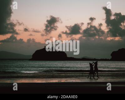 Some wallabies (wallaby) gathering at sunrise on a beach near Airlie Beach in East Australia (summer) Stock Photo