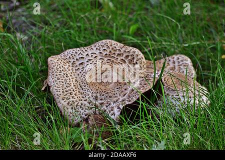 Tricholoma pardinum mushroom in the grass Stock Photo