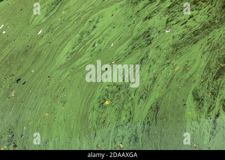 Nature background. Algae polluted water. Green algae on the surface of the water. Film of algae on surface of the water. Stock Photo