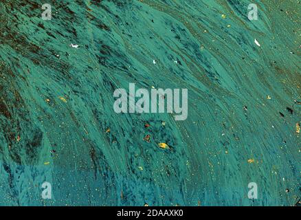 Nature background. Algae polluted water. Green algae on the surface of the water. Film of algae on surface of the water. Stock Photo