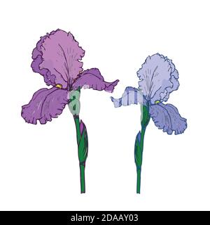 Spring flower iris. Colorful vector illustration on a white background. Stock Vector
