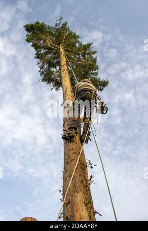 A lumberjack climbing a leylandii tree in order to cut it down Stock Photo