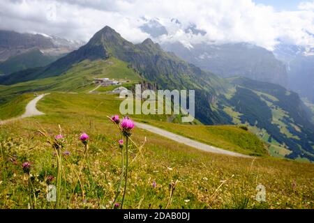 Thistle flowers in a vivid alpine landscape on overcast day in summer in the Jungfrau region. Bernese Oberland, Switzerland Stock Photo