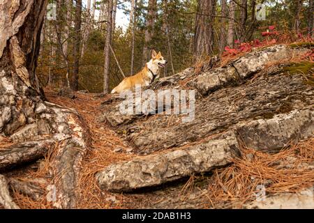 One Pembroke Welsh Corgi looks at the camera from the mountain while hiking in the mountains forest