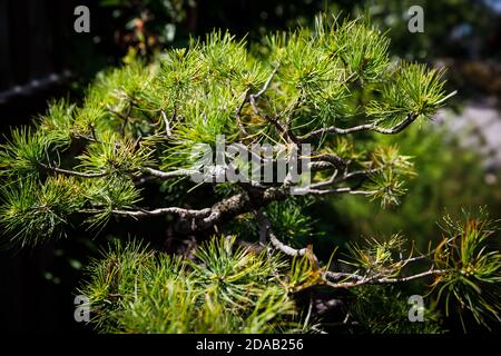 Bonsai pine branches in the rays of sunlight Stock Photo