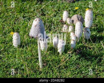 Mushroom fungus Coprinus comatus, Shaggy Inkcap. Stock Photo