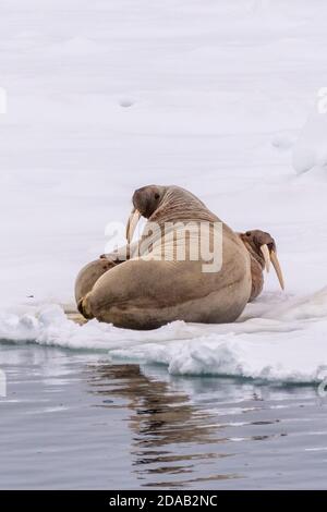 Two Atlantic Walruses (Odobenus rosmarus) lounging on the ice on the coast of Svalbard, Norway.
