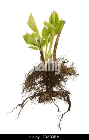 Tree with roots and leaves isolated on white background. Young sapling ready for planting. Planting of greenery concept. Gardening, agriculture. Stock Photo