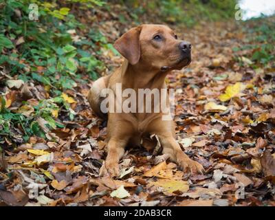 Labrador retriever dog lying in autumn leaves looking out of frame Stock Photo