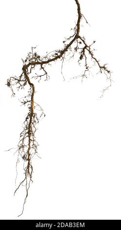 plant root isolated on white background Stock Photo