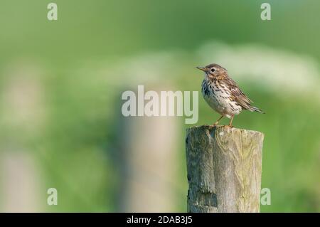 An adult skylark (Alauda arvensis) perched on top of a wooden fence post at Wold Farm, Flamborough, East Yorkshire. June.