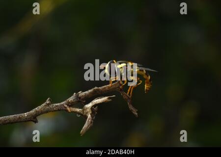 Close up photo of Hoverfly. Stock Photo