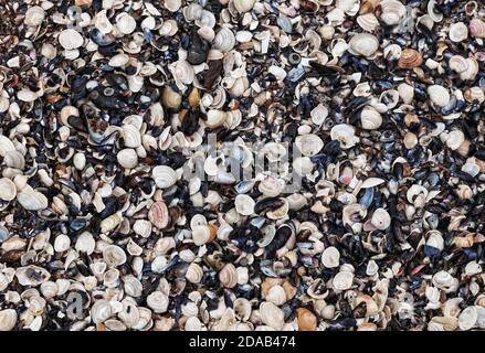 Large number of shells molluscs lies on the coast. Seashells natural background Stock Photo