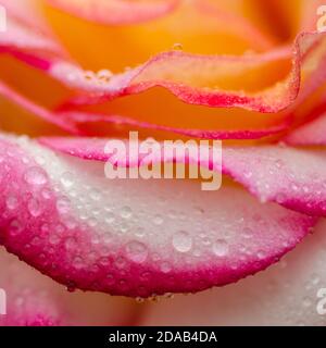 Close up of pink rose petails covered dew Stock Photo