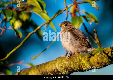 A house sparrow (Passer domesticus) fledgling perched in an ornamental cherry tree in a garden in Thirsk, North Yorkshire. June. Stock Photo