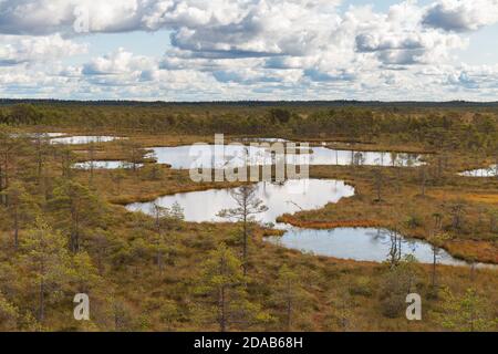 Peat marsh landscape in nature park in Estonia. Cloudy autumn day. Stock Photo