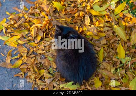 small black street kitten sick with rhinitis, sitting on yellow autumn leaves. Rhinitis in cats, viral and allergic diseases in animals in the autumn Stock Photo