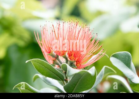 Bloom of the Persian silk tree - albizia julibrissin - detail Stock Photo