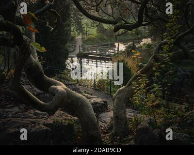 A view of the bridge in the Japanese gardens of Avenham Park through a gnarled old tree Stock Photo