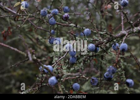 Blue berries of blackthorn ripen on bushes Stock Photo