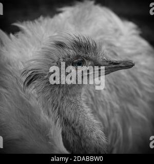 Front Greater Rhea (Rhea americana) sitting on grass Stock Photo