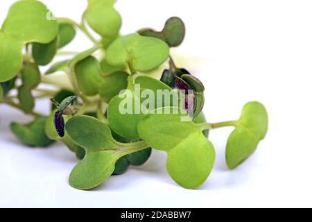 Closeup detail of a bunch of micro green sprouts. Mustard. Stock Photo
