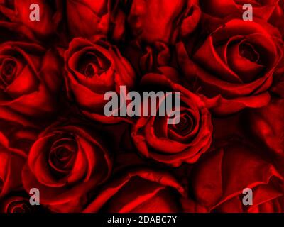 A background of  bloody roses. It can represent something beautiful that becomes tainted with blood, among other things. Stock Photo