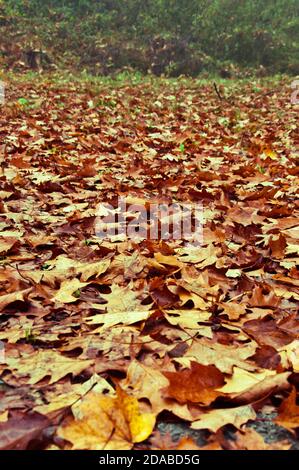 ground covered with brown and yellow autumn leaves Stock Photo