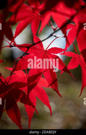 Vibrant red autumn leaves against the light Stock Photo