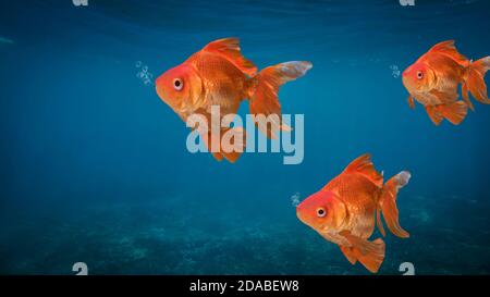 underwater landscape with goldenfish, 3d illustration Stock Photo