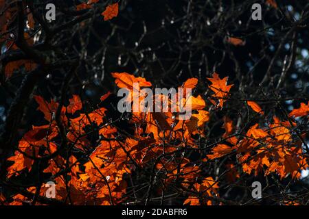 The leaves of a red oak (Quercus rubra) in autumn Stock Photo