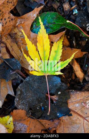 A fallen leaf of a Japanese maple (Acer palmatum) in Autumn Stock Photo
