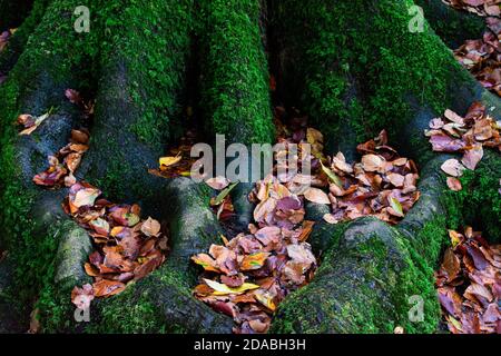 Fallen autumn leaves in roots of a moss covered tree Stock Photo