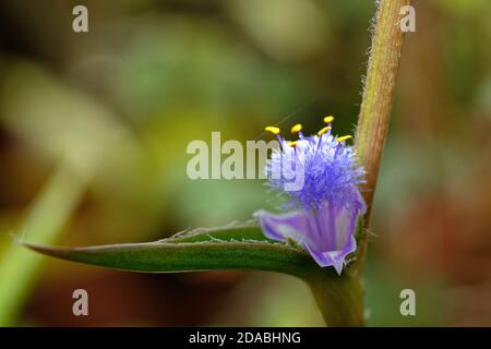 Close-up photo of a tropical violet flower, macro image of a flower Stock Photo