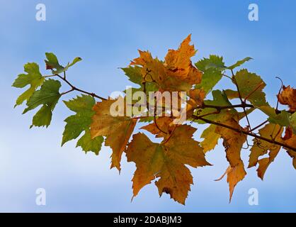 A trailing stem of an outdoor grapevine against a blue sky with leaves changing colour in autumn at Hellesdon, Norfolk, England, United Kingdom. Stock Photo