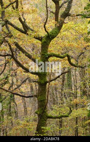 Autumn in the Celtic rainforest at Coed Felenrhyd in North Wales Stock Photo