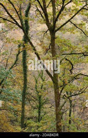 Autumn in the Celtic rainforest at Coed Felenrhyd in North Wales Stock Photo