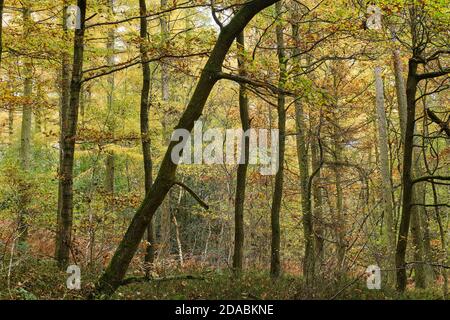 Autumn in the Celtic rainforest at Coed Felenrhyd in North Wales Stock Photo